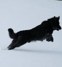 arctic wolf