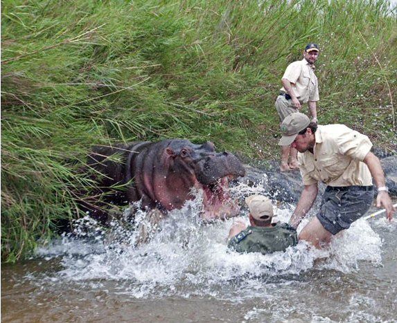 risk of working with animals photo vetindanger.jpg