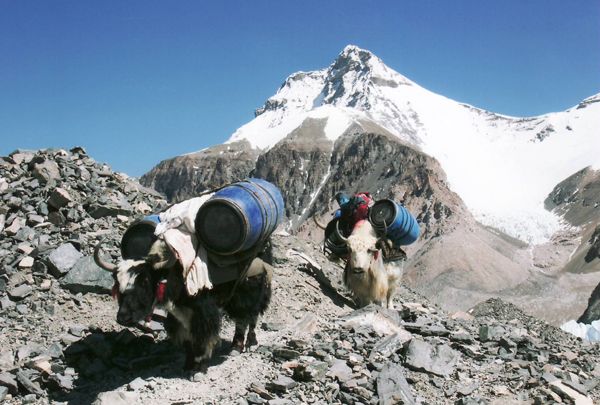 photo yaktransport2_zpsbcf0d6a9.jpg