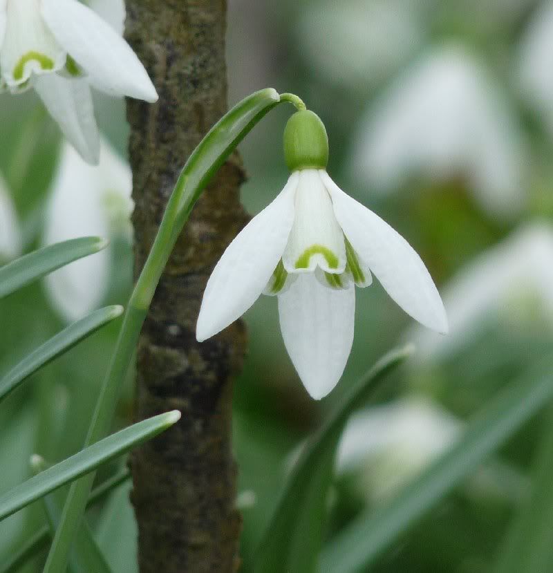 snowdrop photo singlesnowdrop.jpg