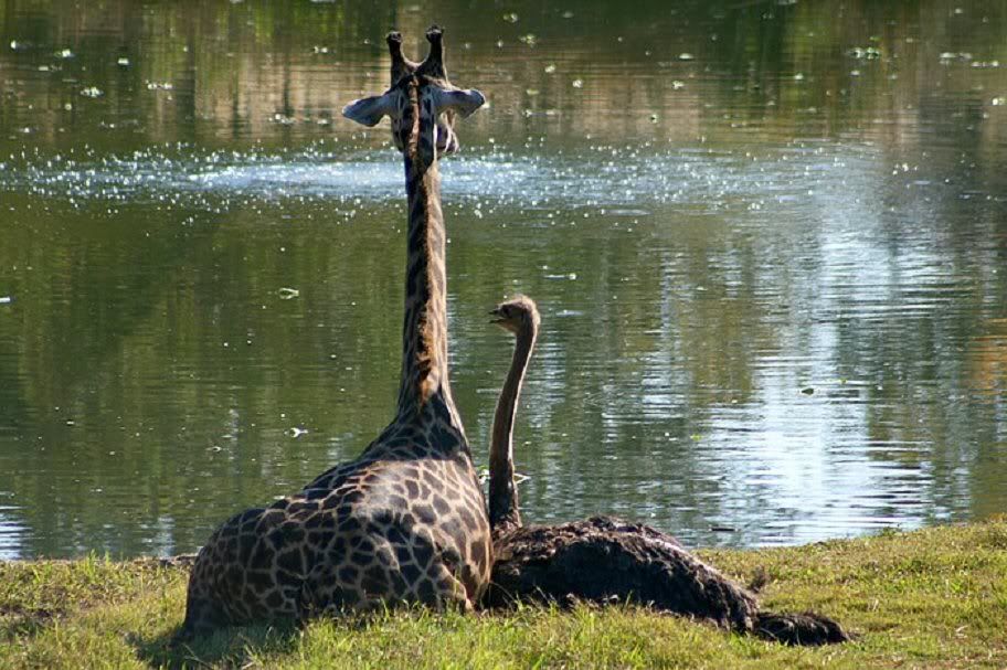 unlikely friends