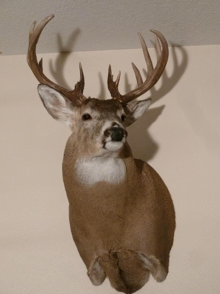 Midwest whitetail taxidermy question Archery Talk Forum
