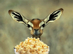 dis gonna be good photo:  animal_eating_popcorn.gif