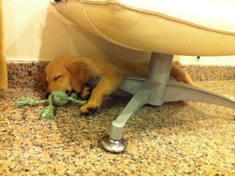 housebreaking golden retriever puppy