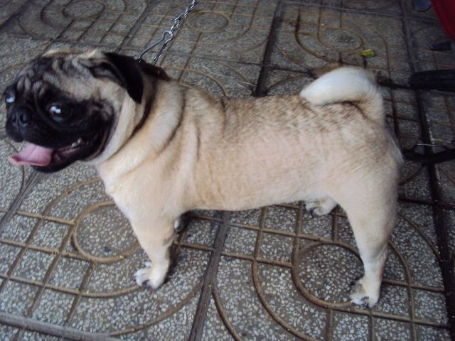 tphcm bán chó pug đực mầu vàng kem 12 tháng giá 4 triệu - 5