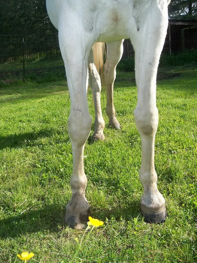 Grey Arabian Horse