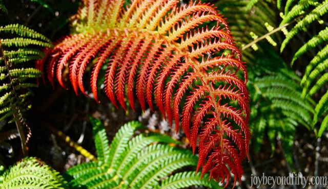 weeds of hawaii