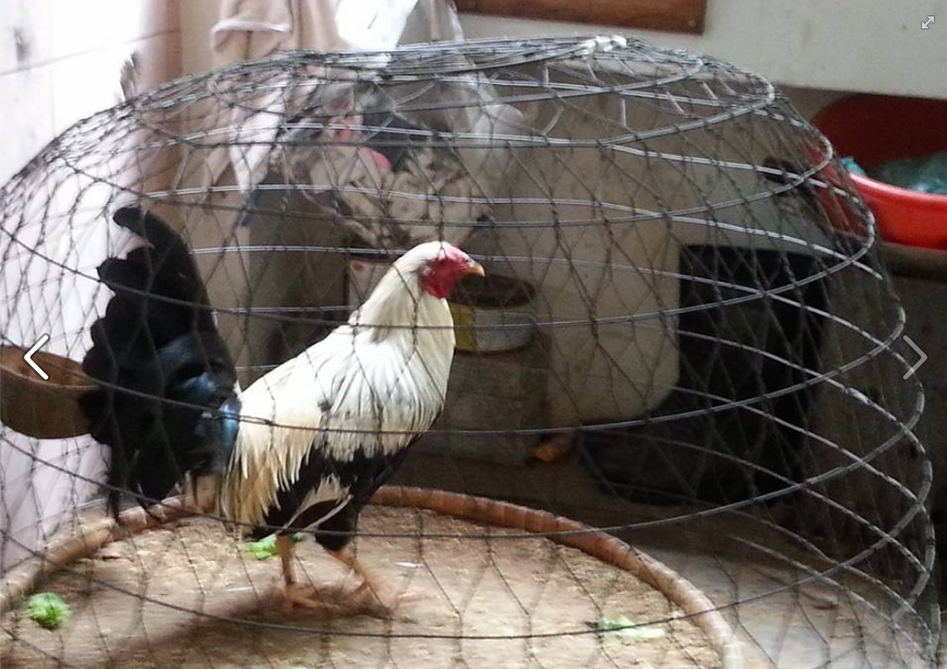 Bán 1 Em Nòi Lai 75 - 1