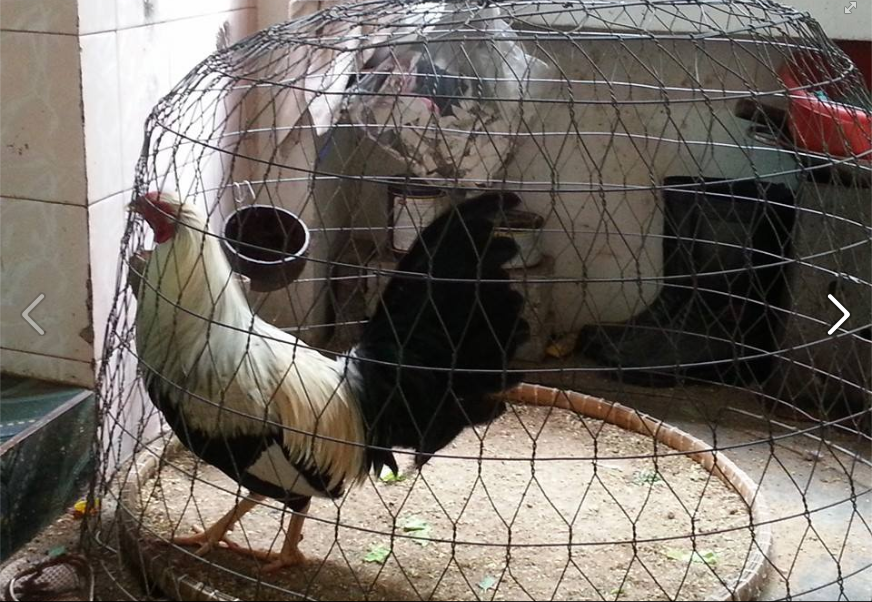 Bán 1 Em Nòi Lai 75