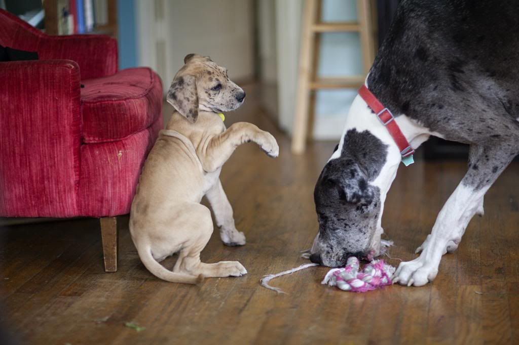 photo greatdanes_01.jpg