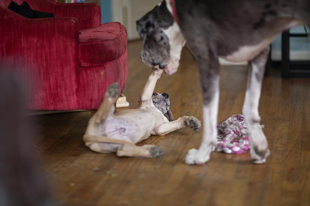 photo greatdanes_02.jpg