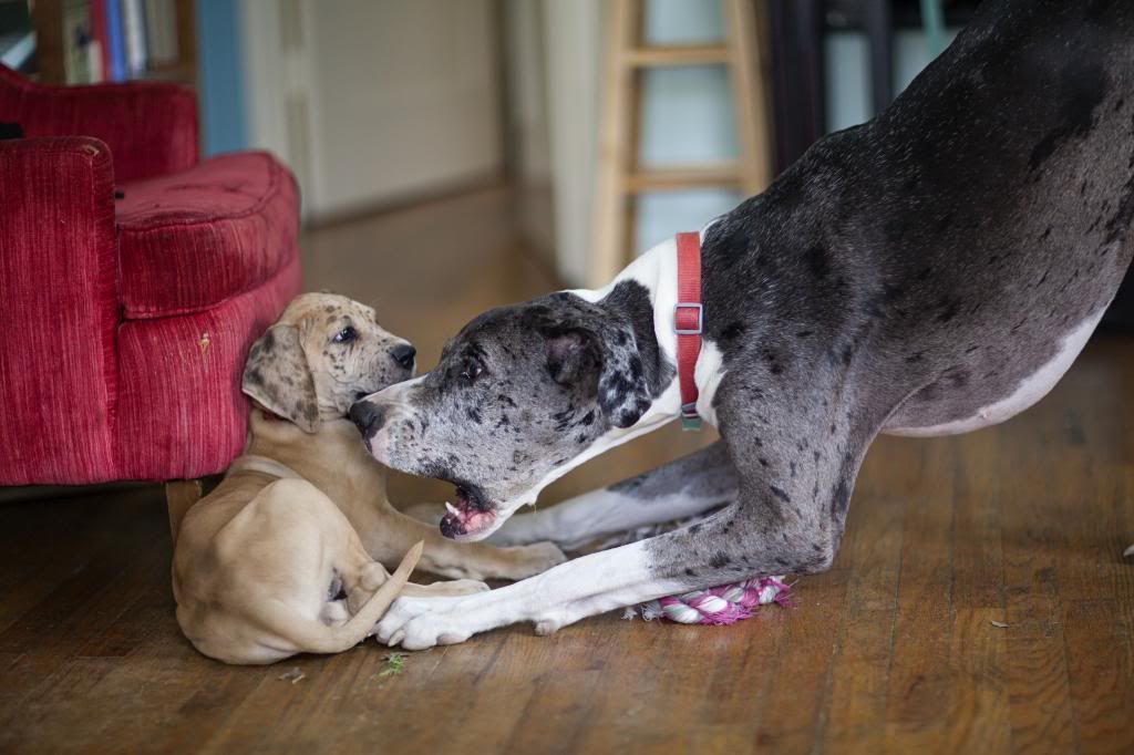 photo greatdanes_03.jpg