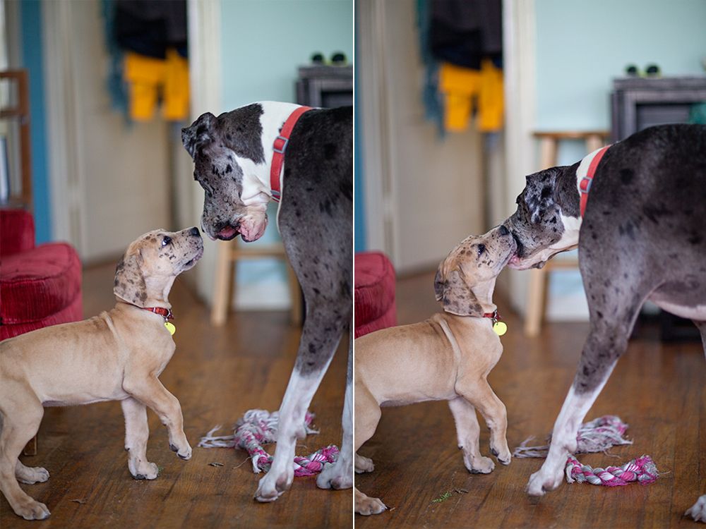 photo greatdanes_05.jpg