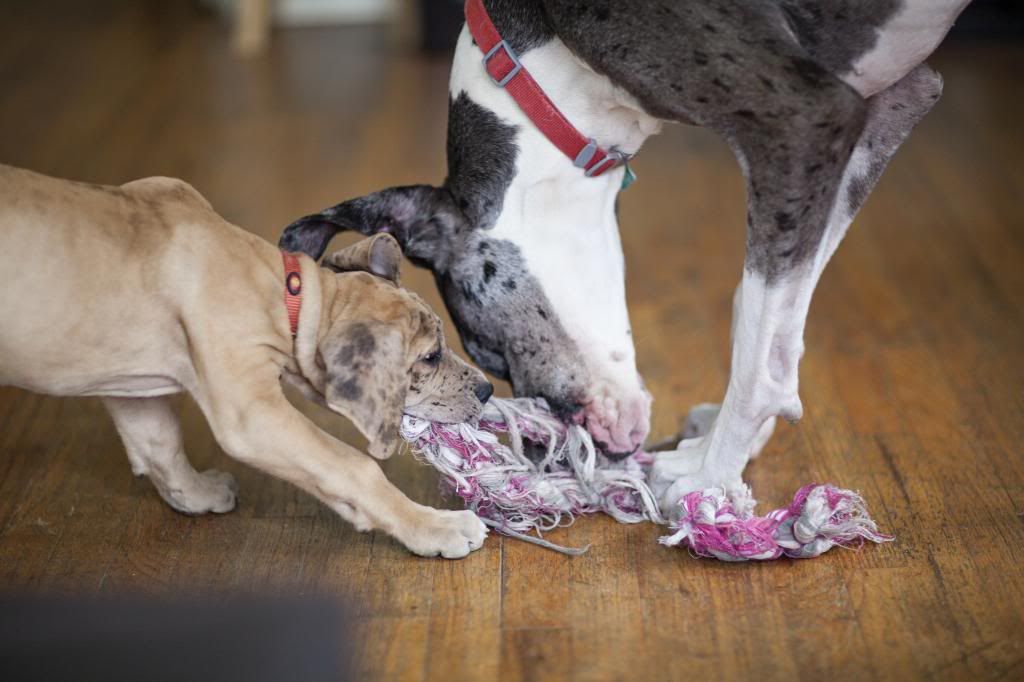 photo greatdanes_06.jpg