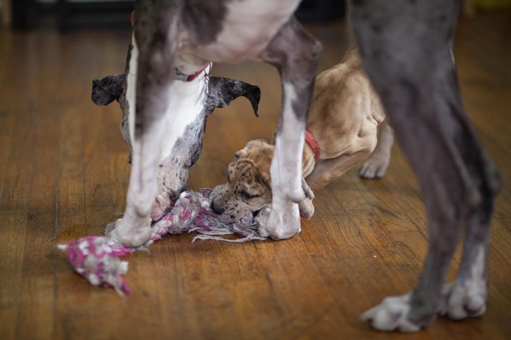 photo greatdanes_07.jpg