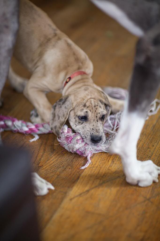 photo greatdanes_08.jpg