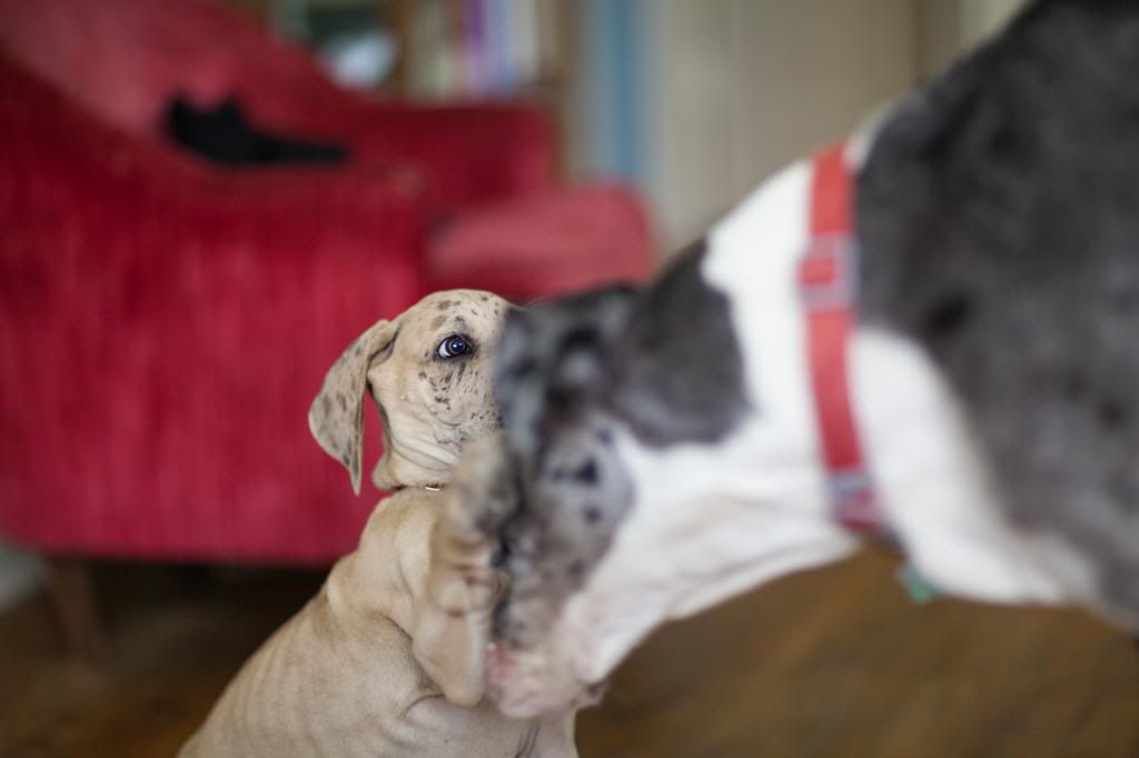 photo greatdanes_10.jpg