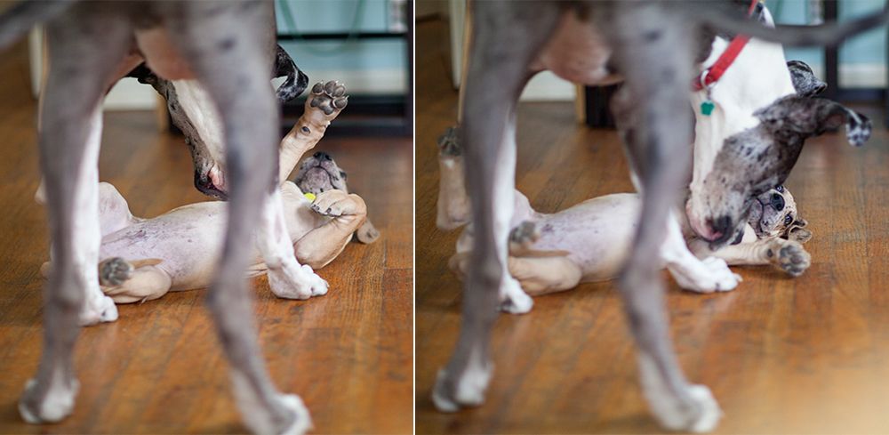 photo greatdanes_11.jpg