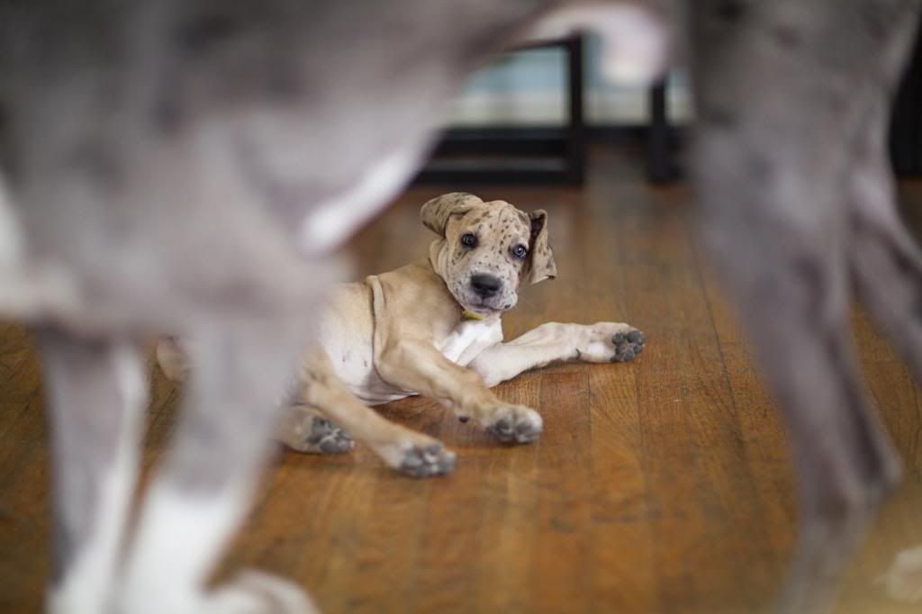 photo greatdanes_12.jpg