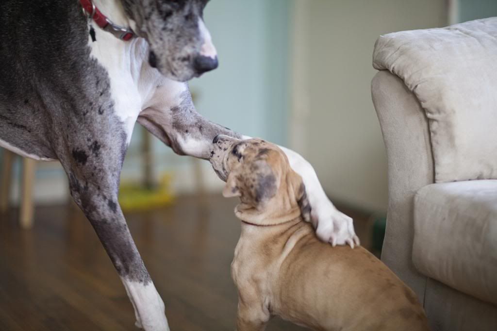 photo greatdanes_13.jpg