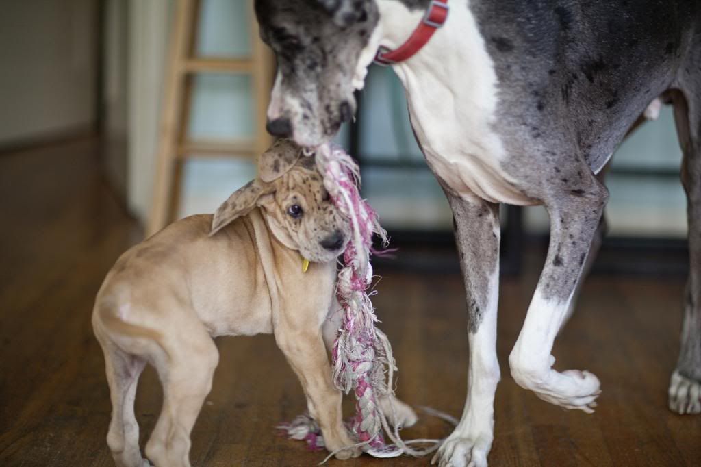 photo greatdanes_14.jpg
