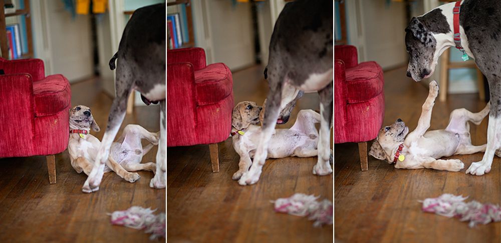 photo greatdanes_15.jpg