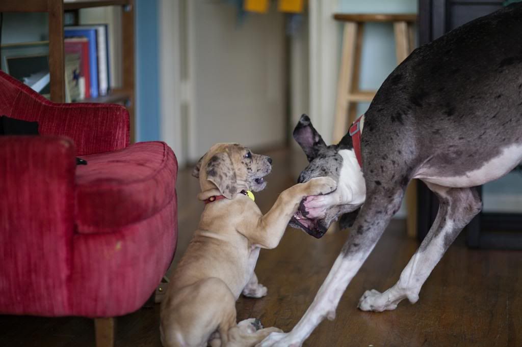 photo greatdanes_16.jpg