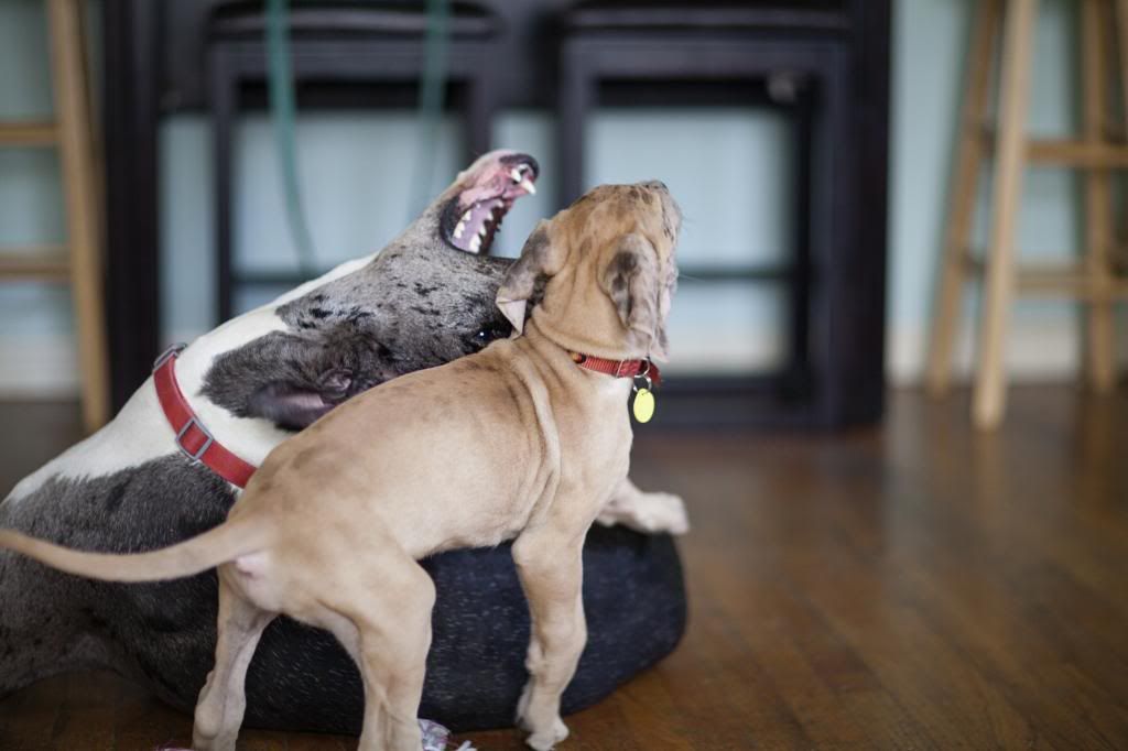 photo greatdanes_19.jpg