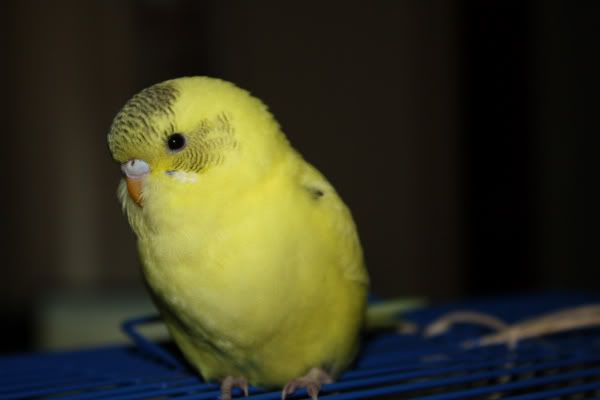 IMG_2532.jpg?t=1317115116