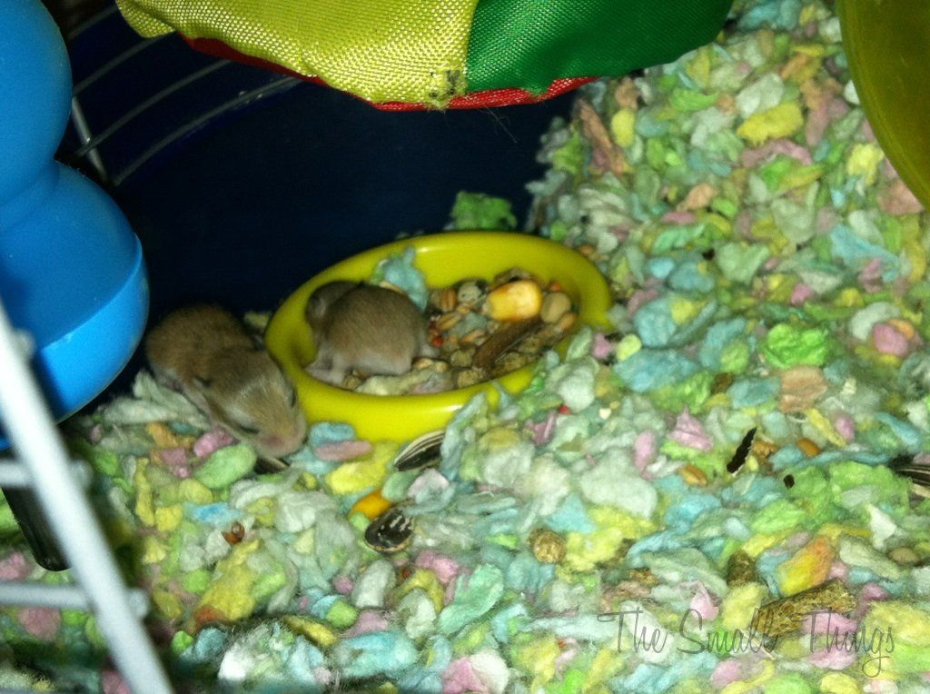 Jelly had litter 2 The journey of Hamsters from Birth. The Small Things