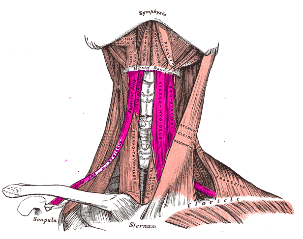 StrapmusclesInfrahyoid_muscles.png