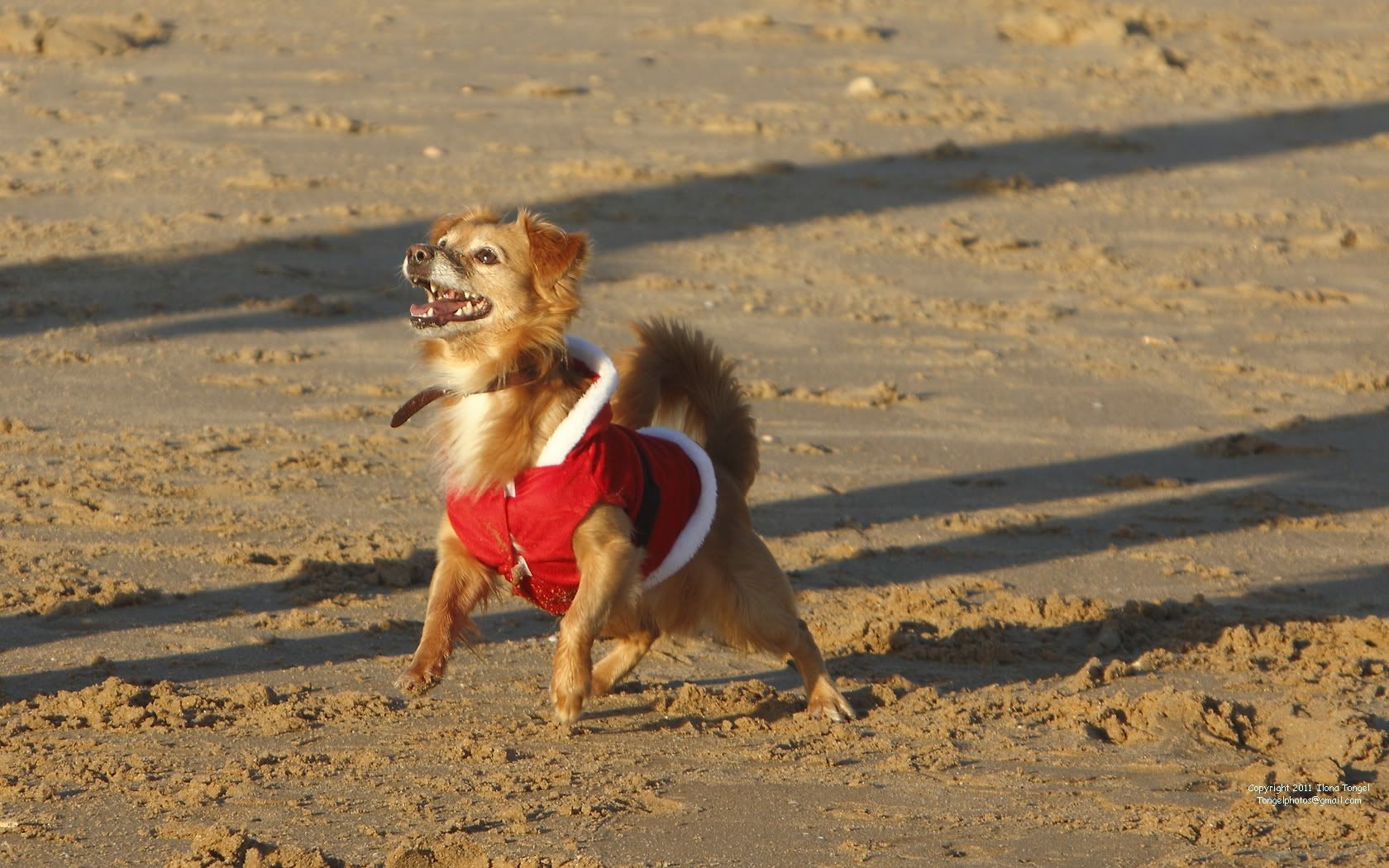 The Santa Claus Dog - Carcavelos Beach