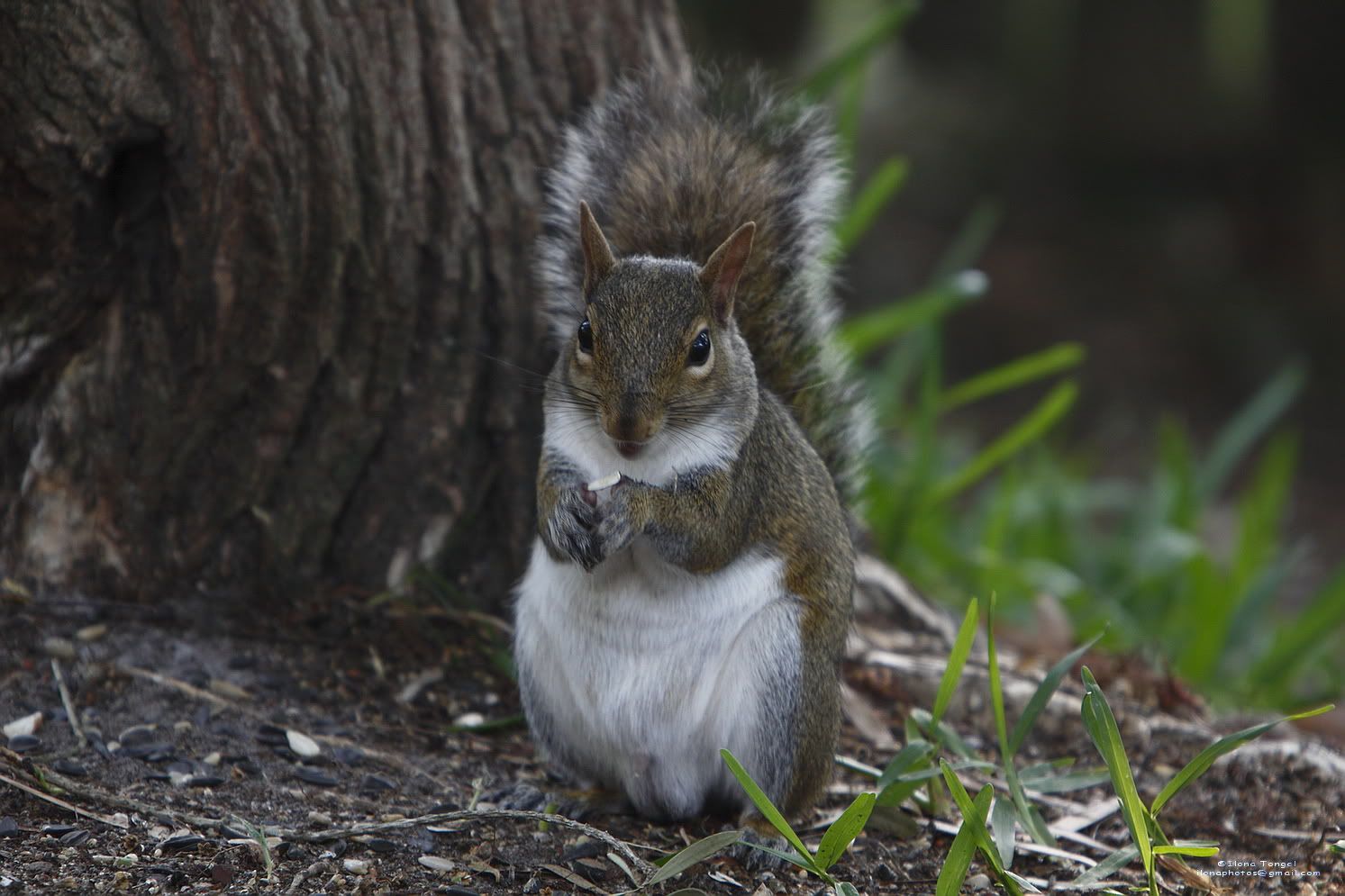 wild nuts photo: Squirrel _MG_8589it_squirrel_gotnuts.jpg