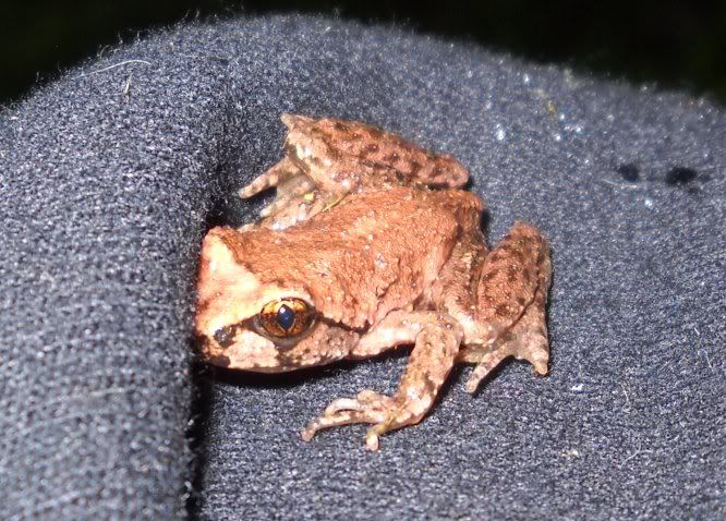 frog and gravy gerber