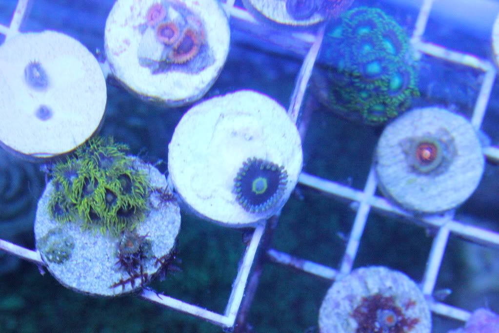 IMG 0397 - another zoa id thread lol