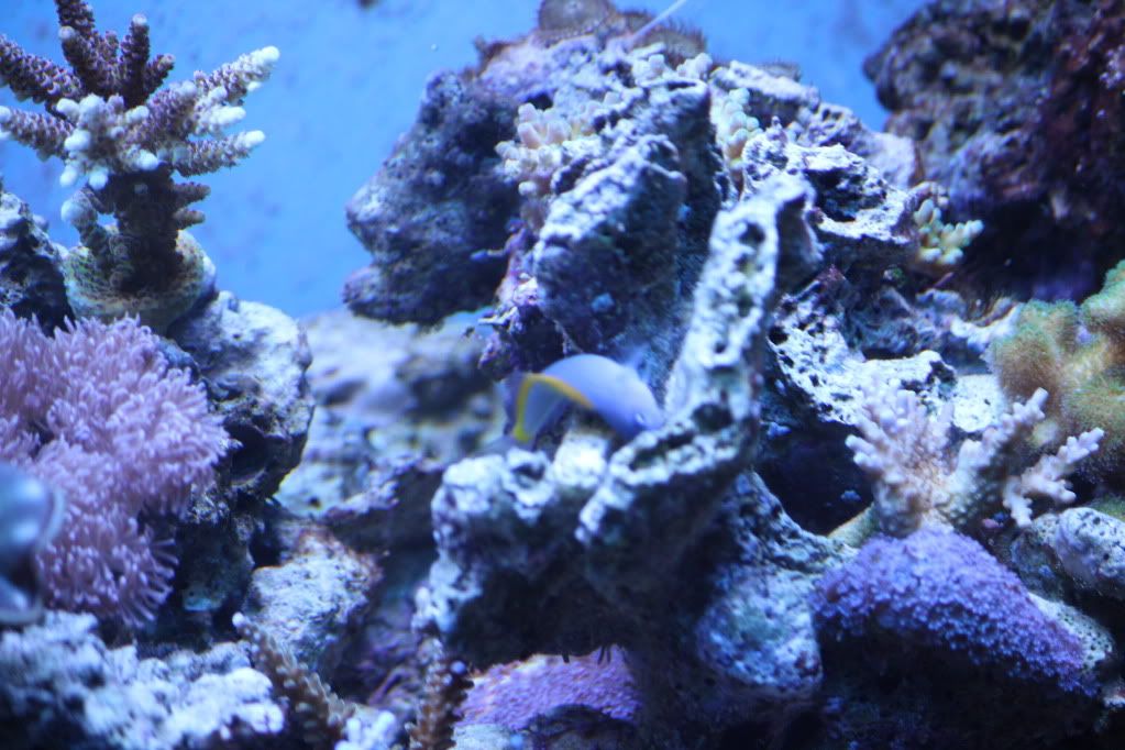 IMG 0902 - Blenny that I got a while back, still no idea what it is lol