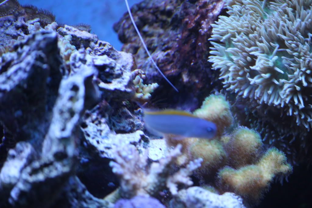 IMG 0903 - Blenny that I got a while back, still no idea what it is lol