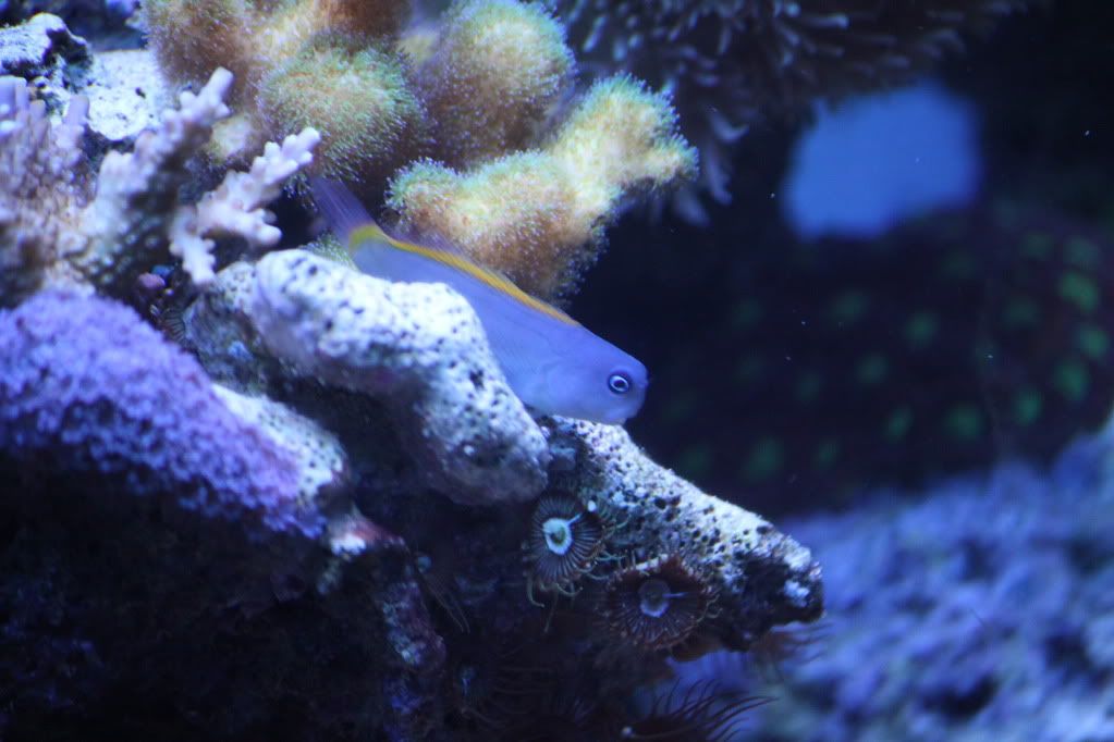 IMG 0904 - Blenny that I got a while back, still no idea what it is lol