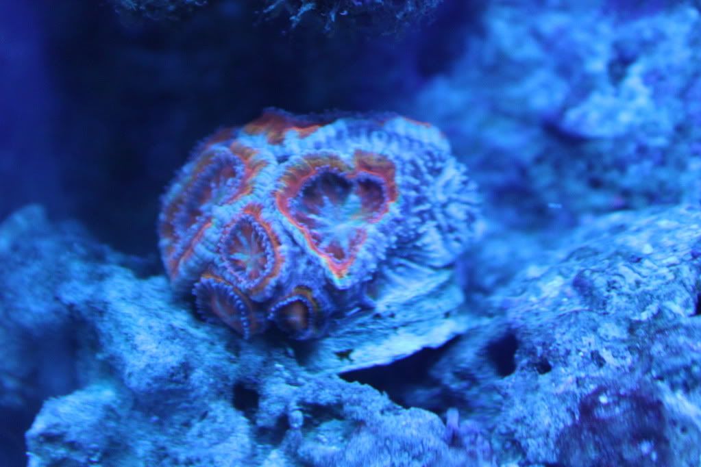IMG 1008 - Rescued Acan