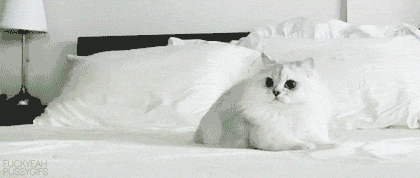 scared cat gif Pictures, Images and Photos