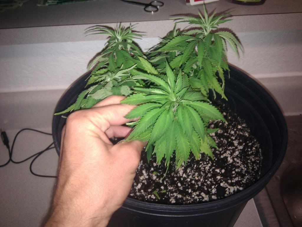 How do you clone plants in soil information