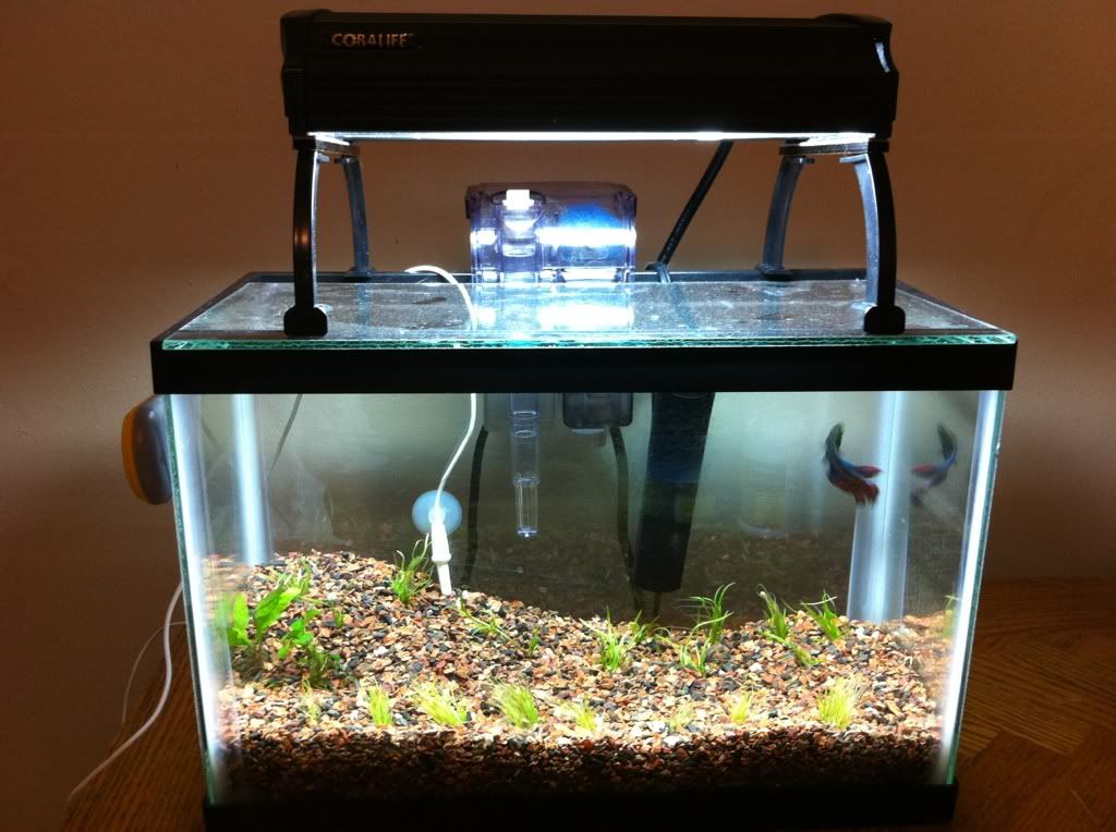 Lets see your 2.5 gallon tanks and setups (2.5 gallon ONLY) - The