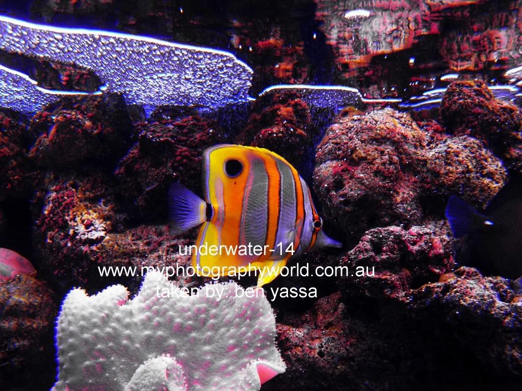 great underwater camera