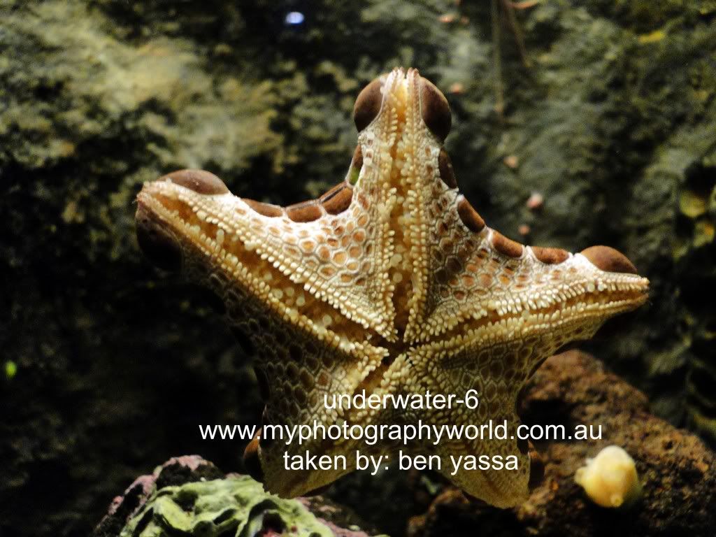 best underwater fishing cameras