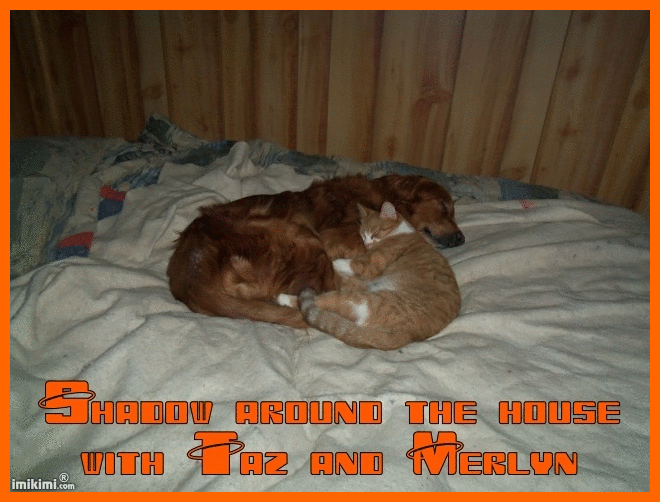  photo 4 Shadow with Taz and Merlyn_zps8i2ni0vz.gif