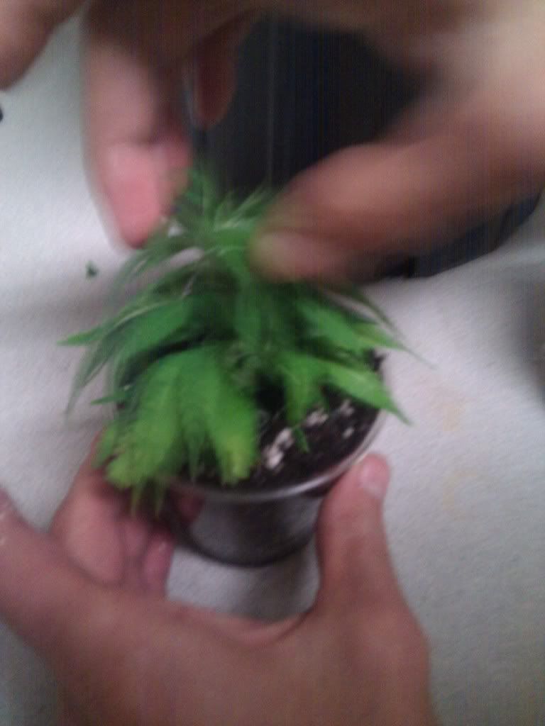 Cloning into soil (pics) Grasscity Forums The 1