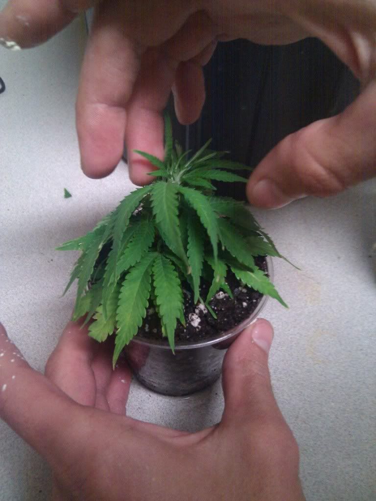 Cloning into soil (pics) Grasscity Forums The 1