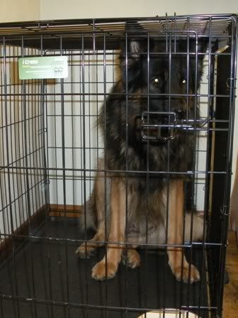 What does your dog look like in their crate? - German ...